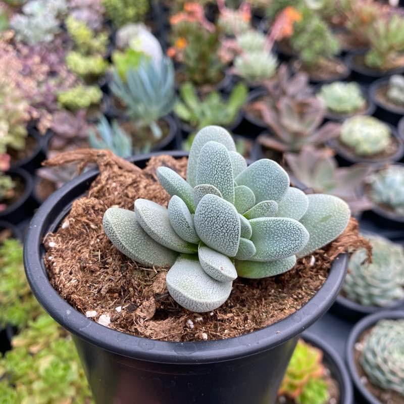 Crassula tecta