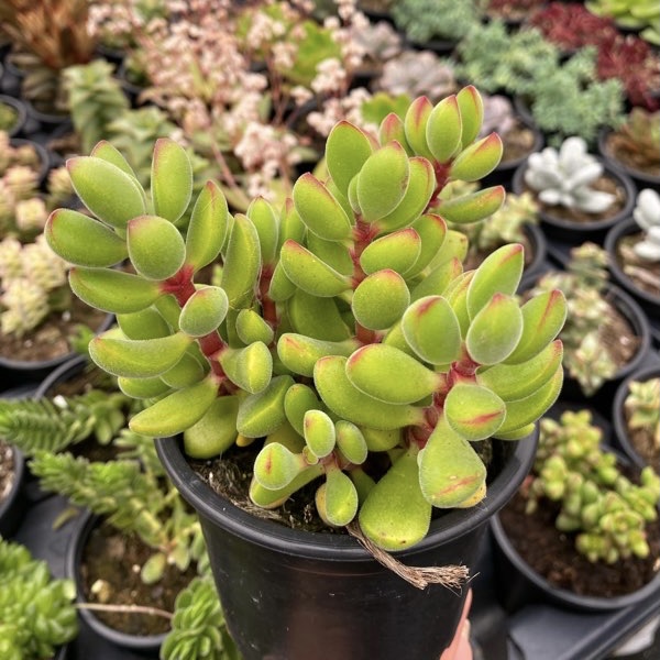 Crassula rogersii