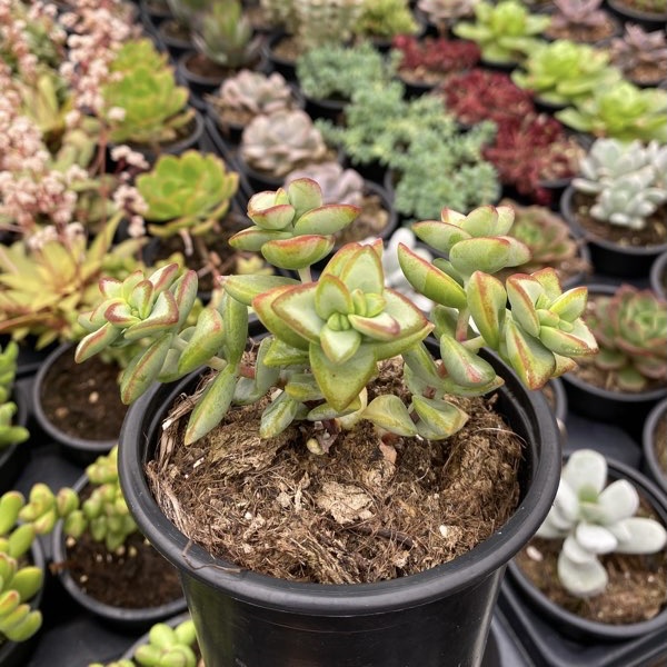 Crassula rupestris