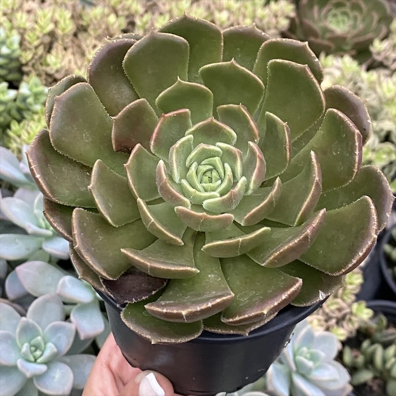 Echeveria brown pink