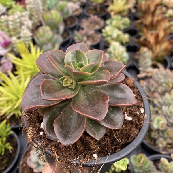 Echeveria melaco