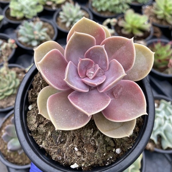 Echeveria perle von nurnberg