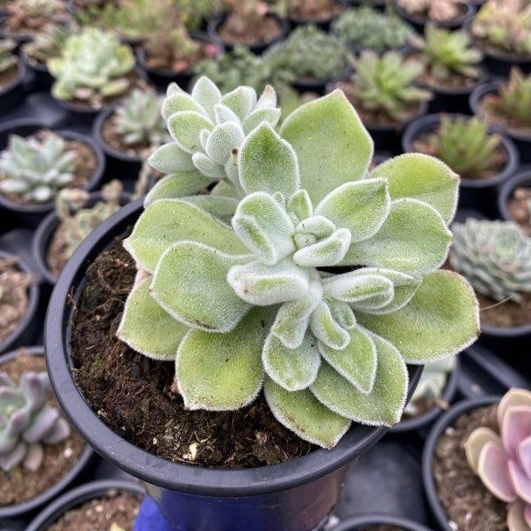 Echeveria pulvinata frosty