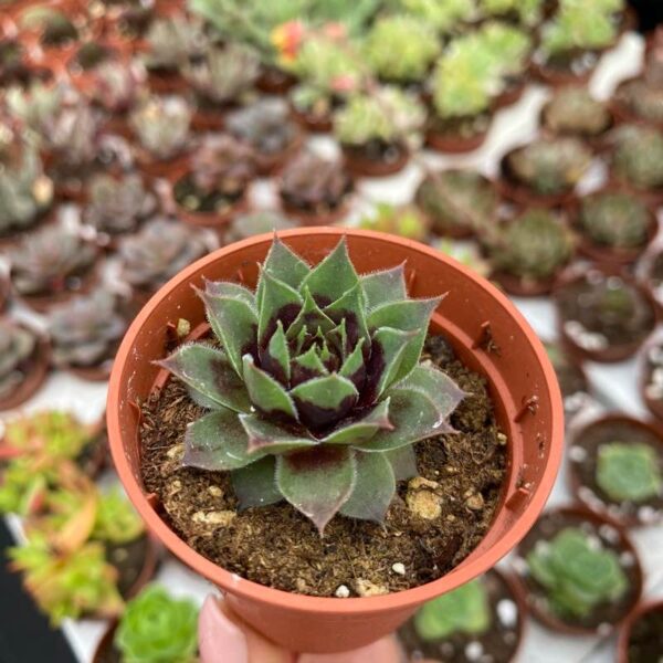 Sempervivum westerlin