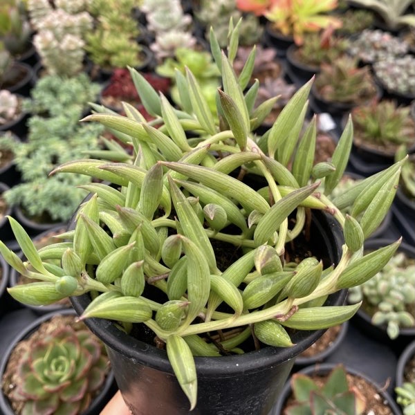 Senecio radicans