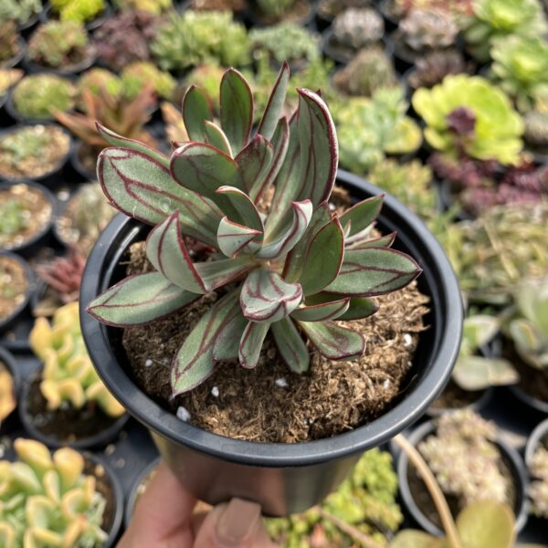 Echeveria nodulosa arrow shaped