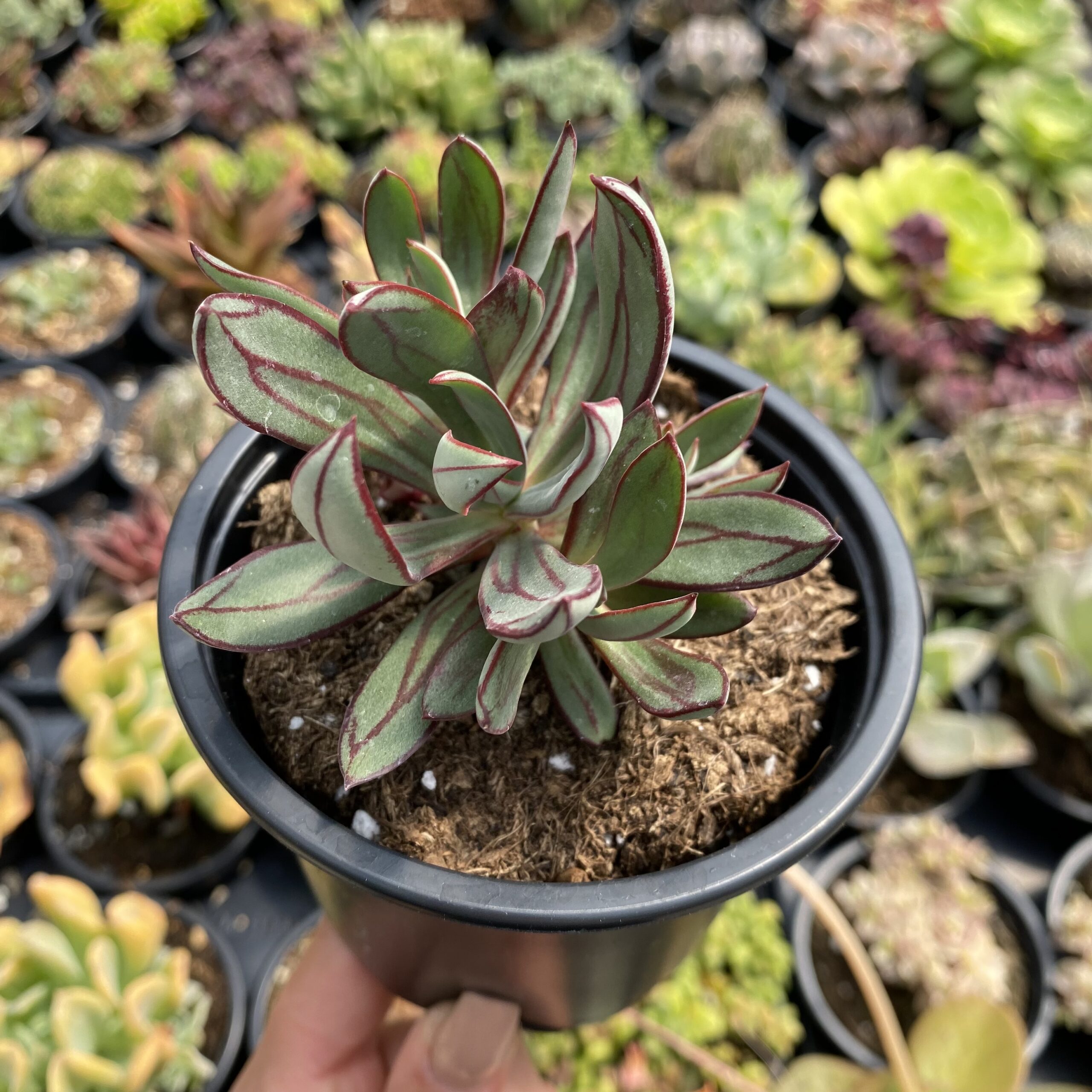 Echeveria nodulosa arrow shaped