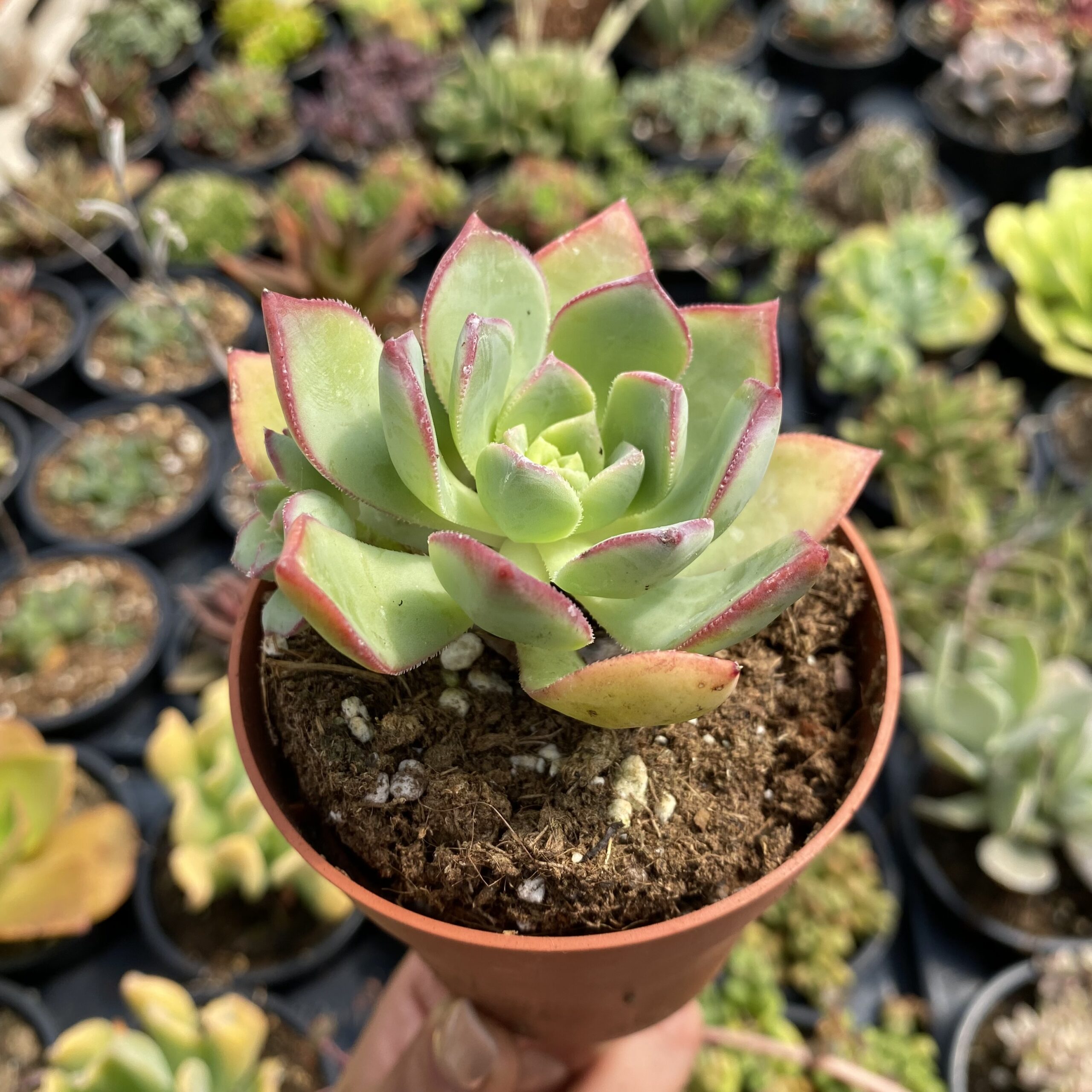 Aeonium haworthii