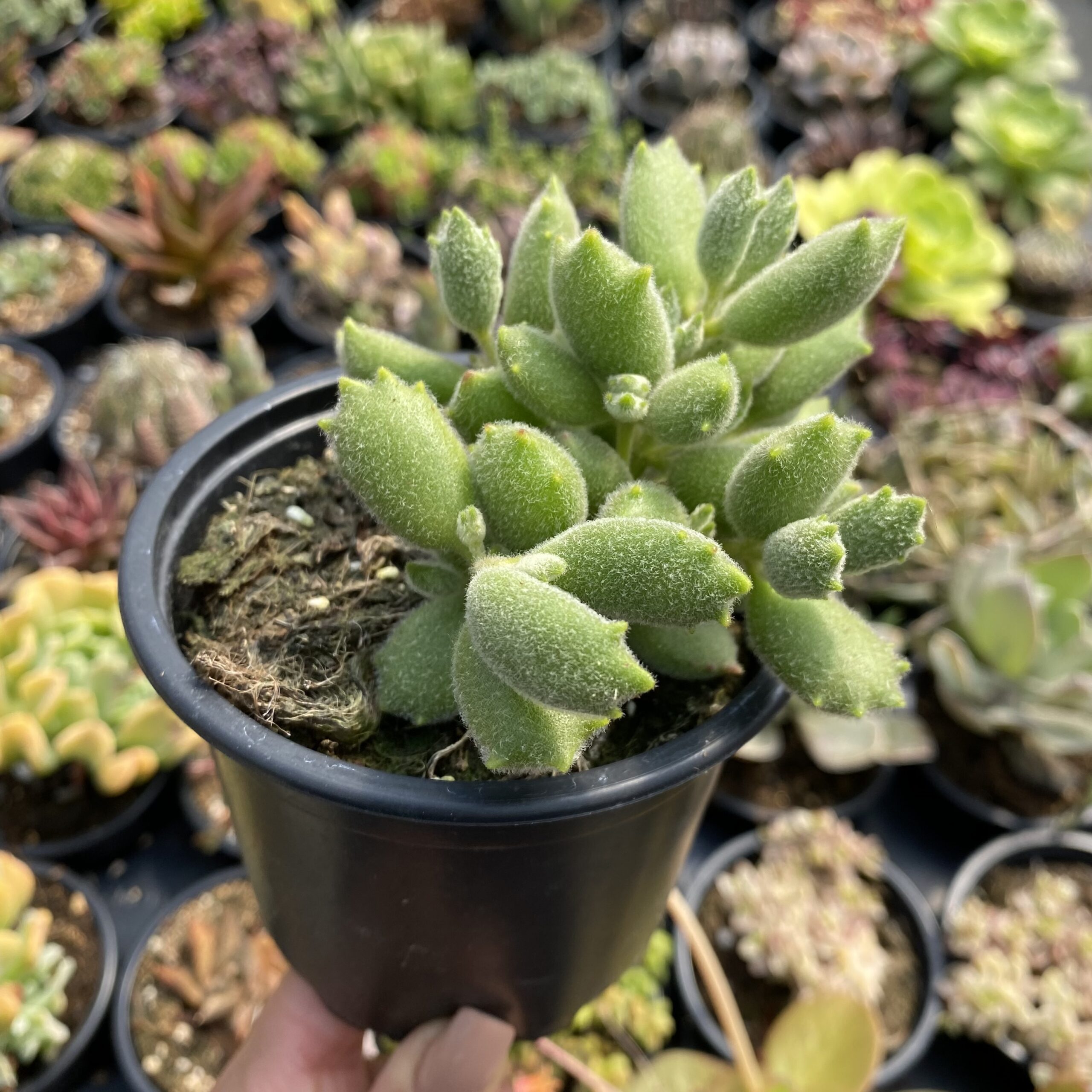 Cotyledon tomentosa ladismithiensis