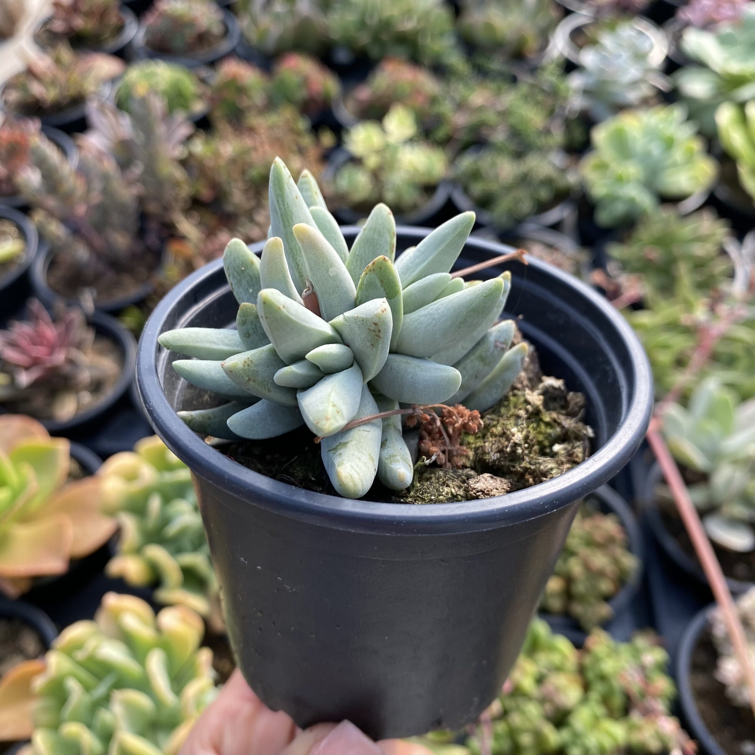 Crassula cornuta