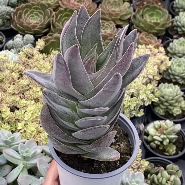 Crassula garnet lotus