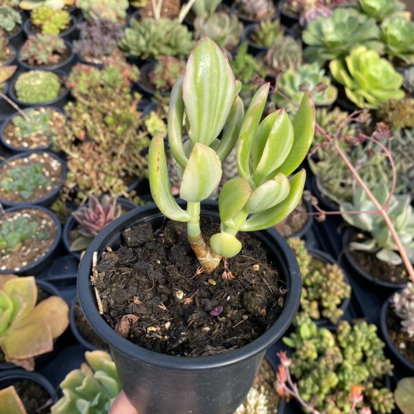 Crassula ovata variegata