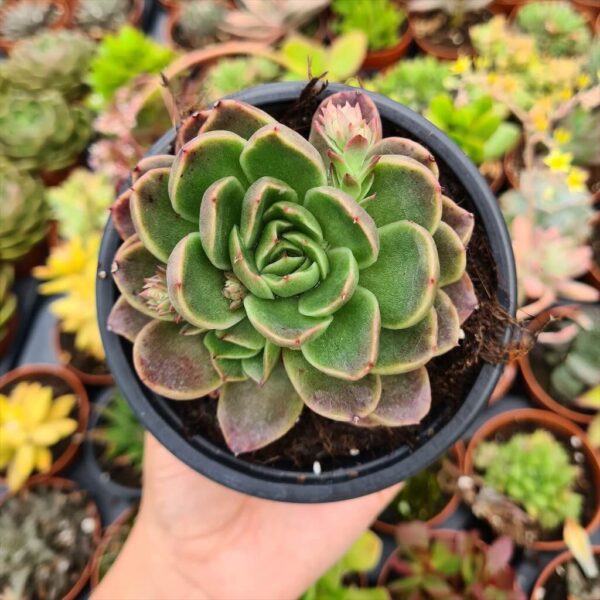 Echeveria agavoides prolifera