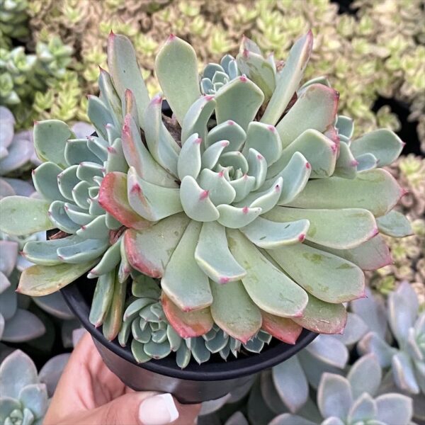 Echeveria secunda reglensis