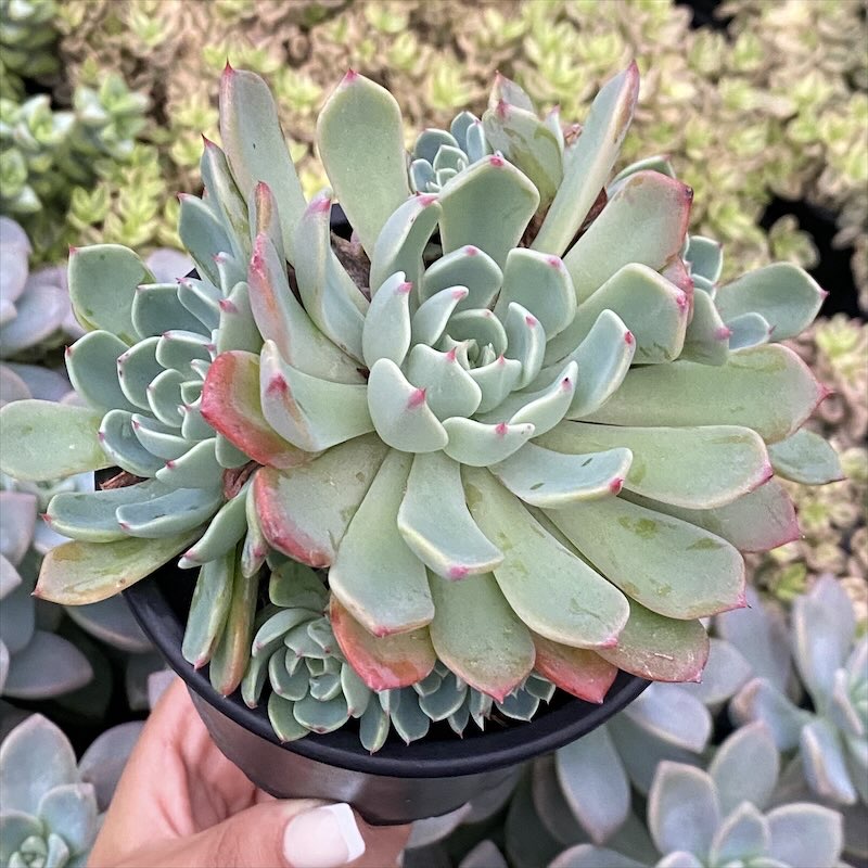 Echeveria secunda reglensis
