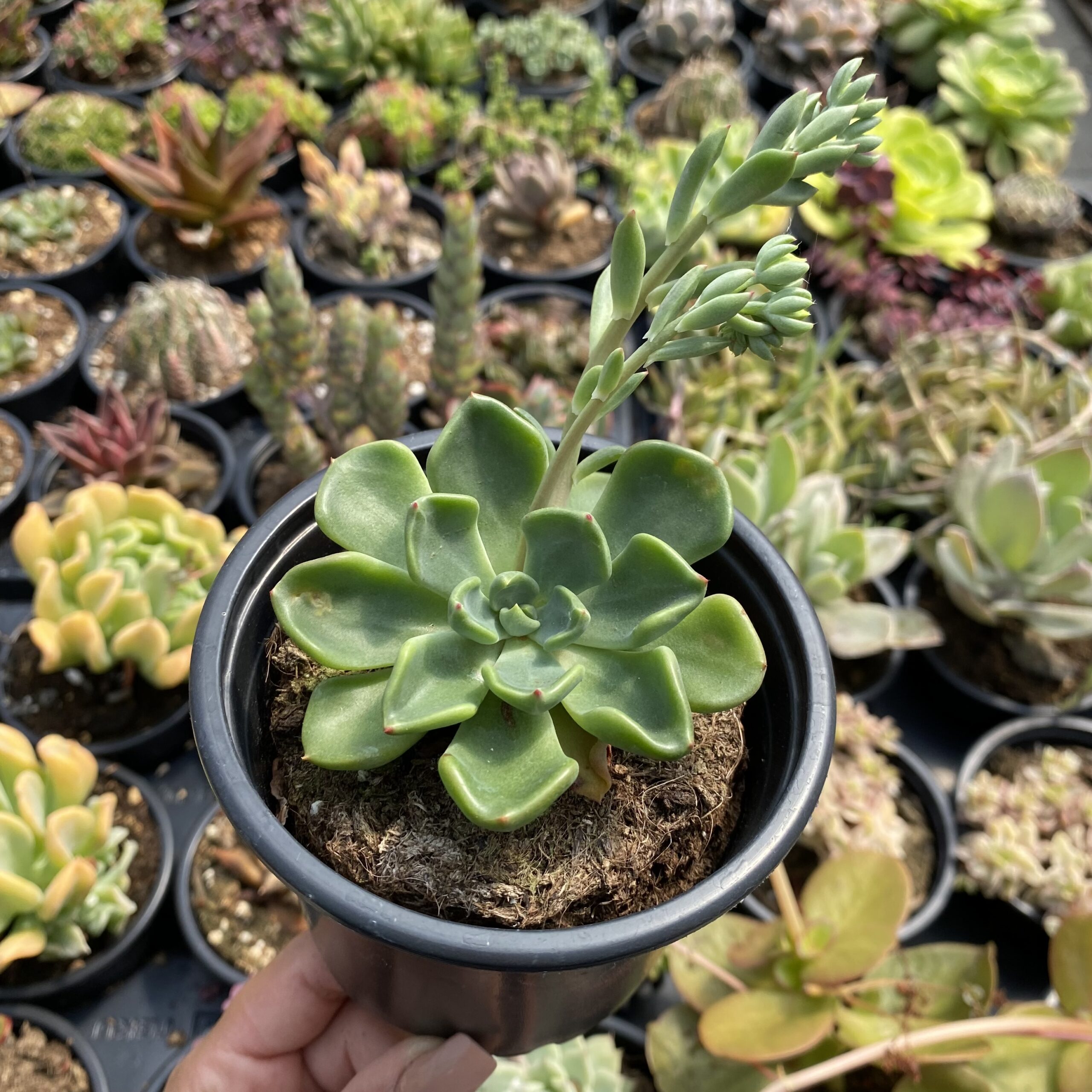 Echeveria setosa oteroi