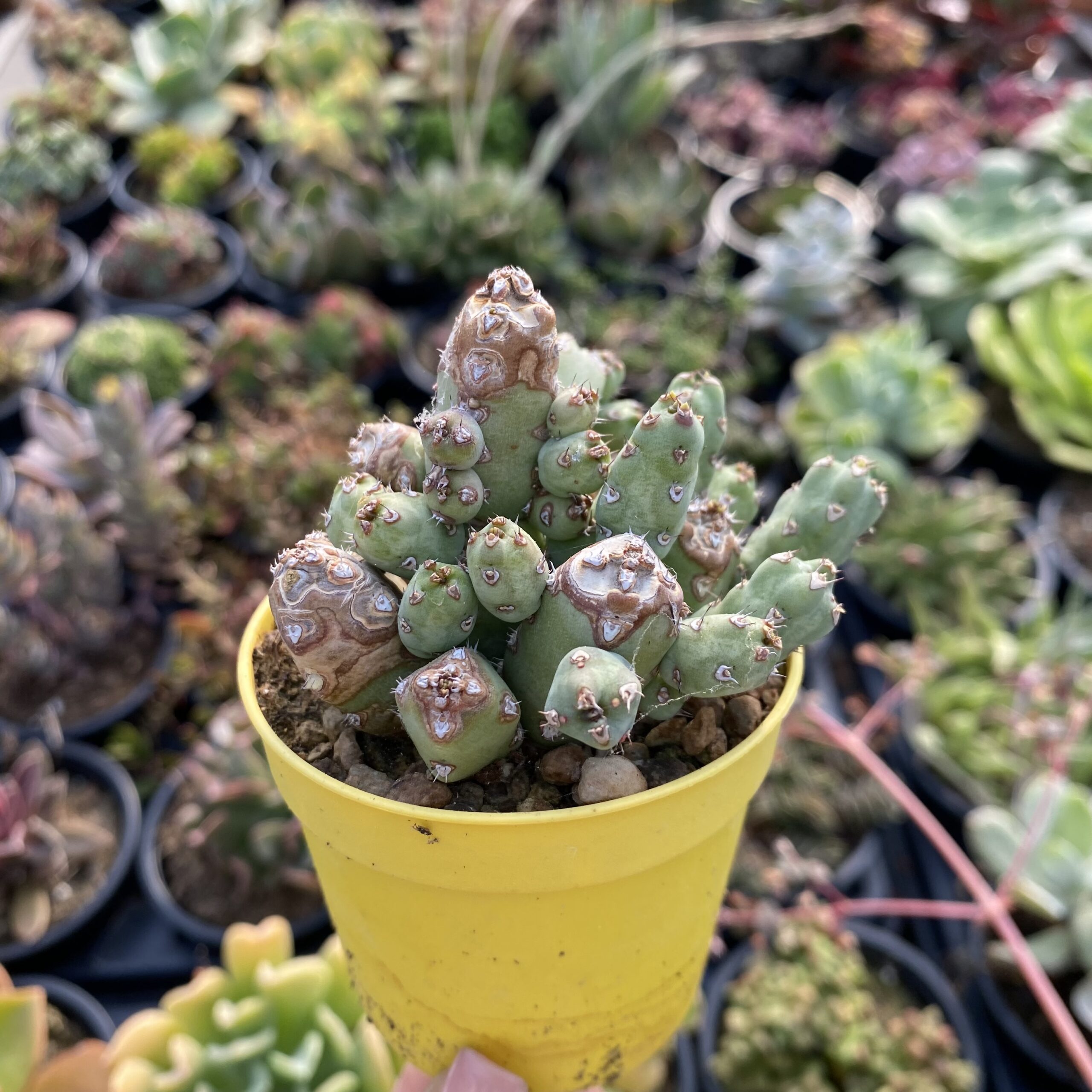 Euphorbia debilispina
