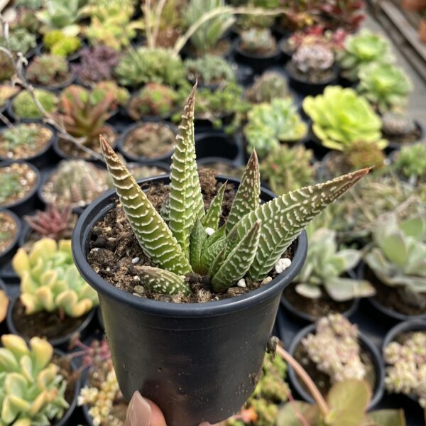Haworthia limifolia striata 'Spider White'