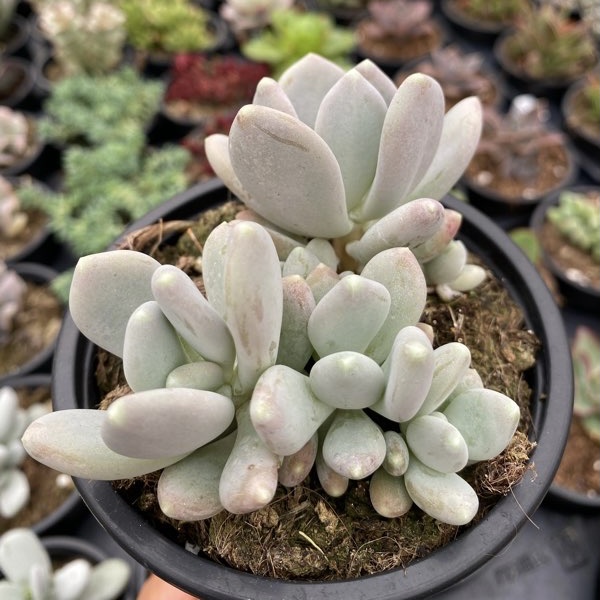 Pachyphytum glutinicaule