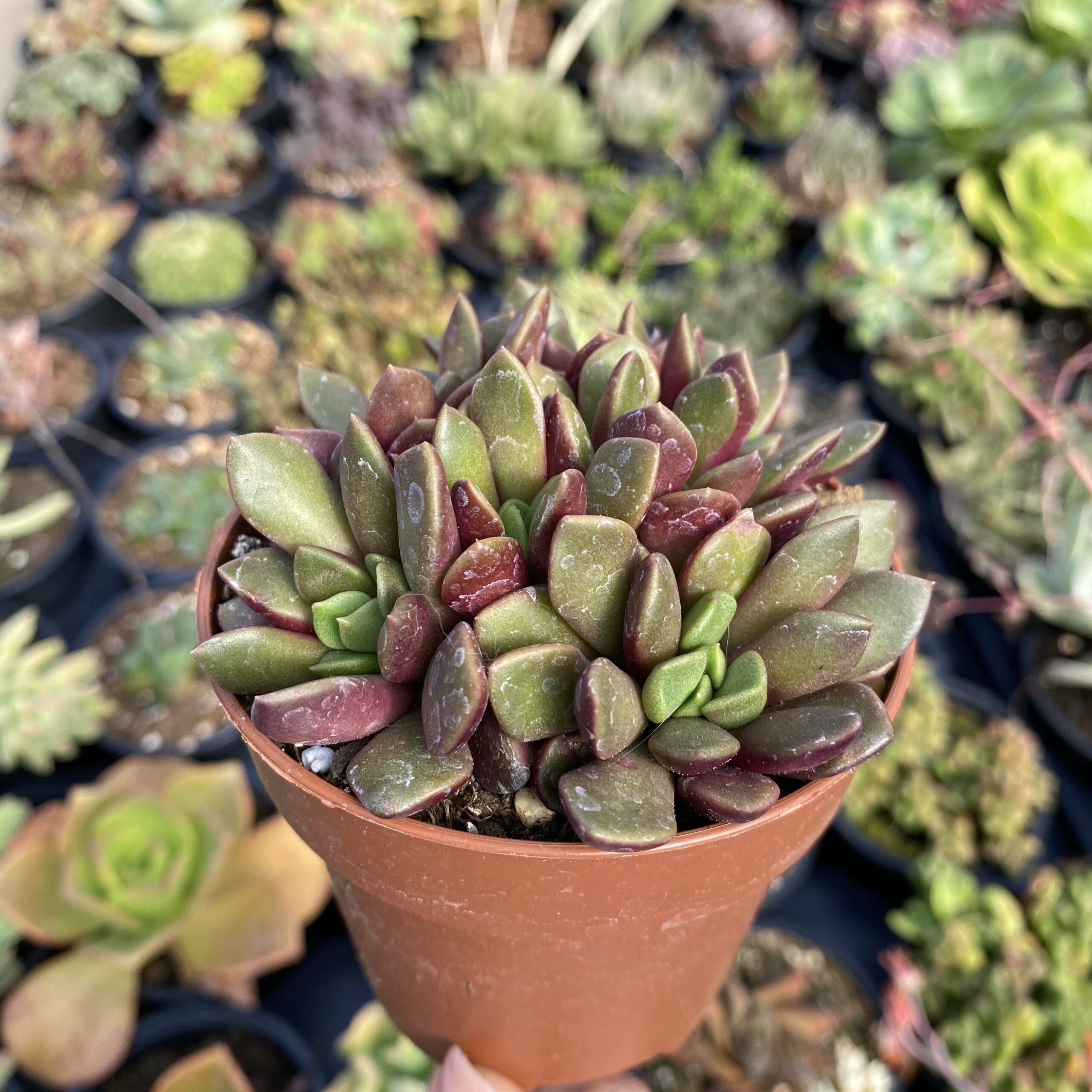Anacampseros rufescens