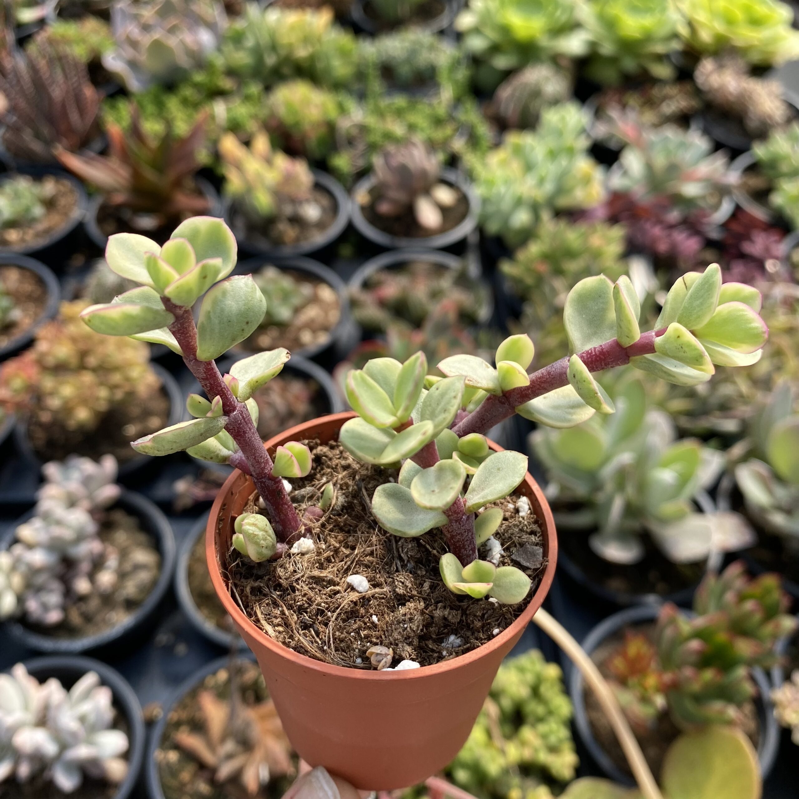 Portulacaria afra variegata