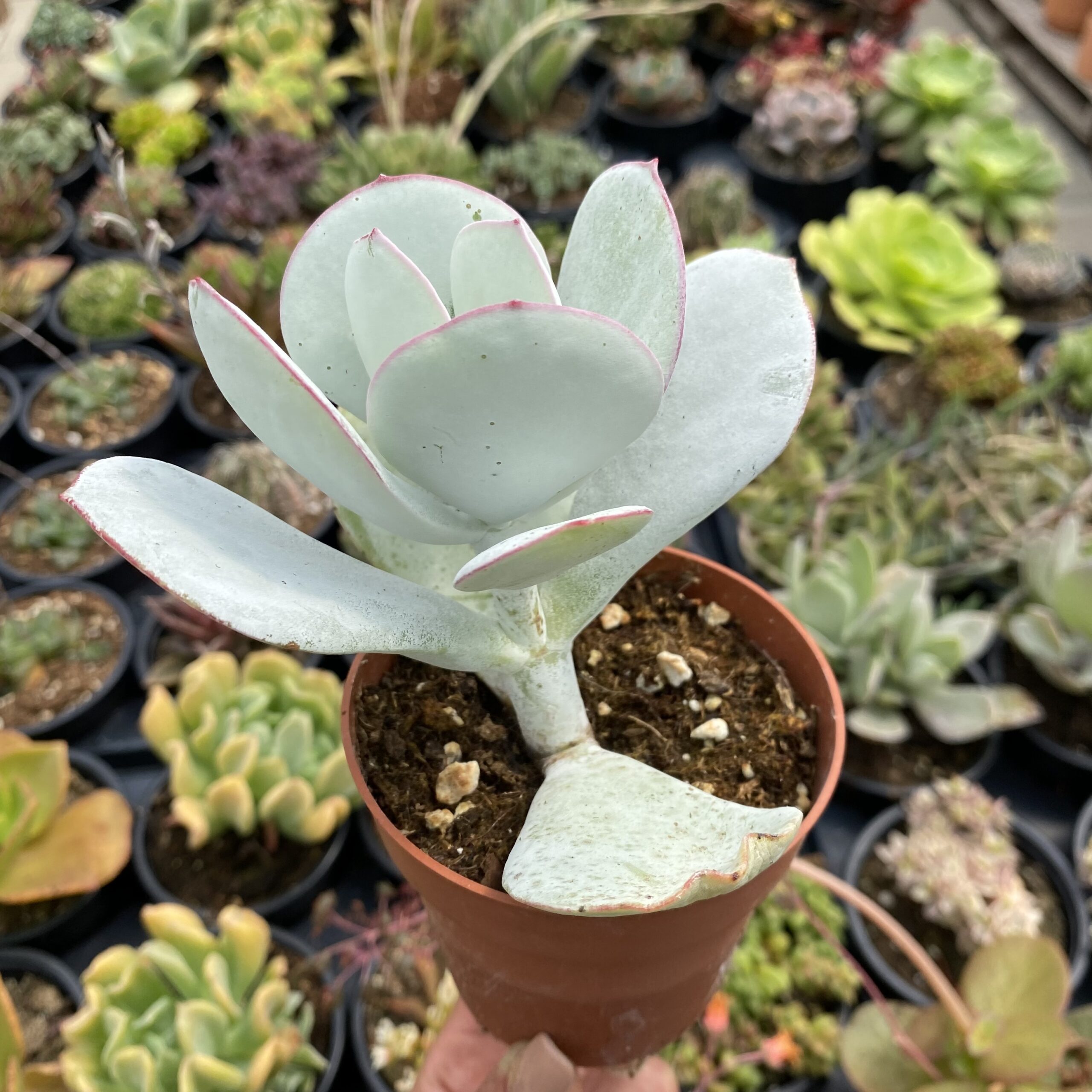 Cotyledon orbiculata 'Hakubi'