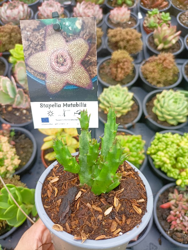 Stapelia mutabilis