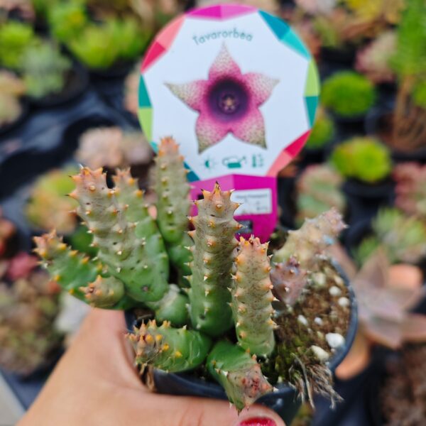 Tavarorbea