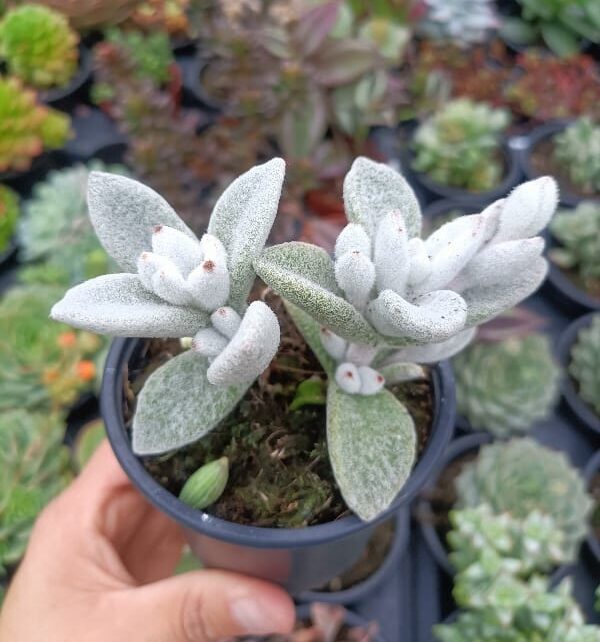 Kalanchoe eriophylla