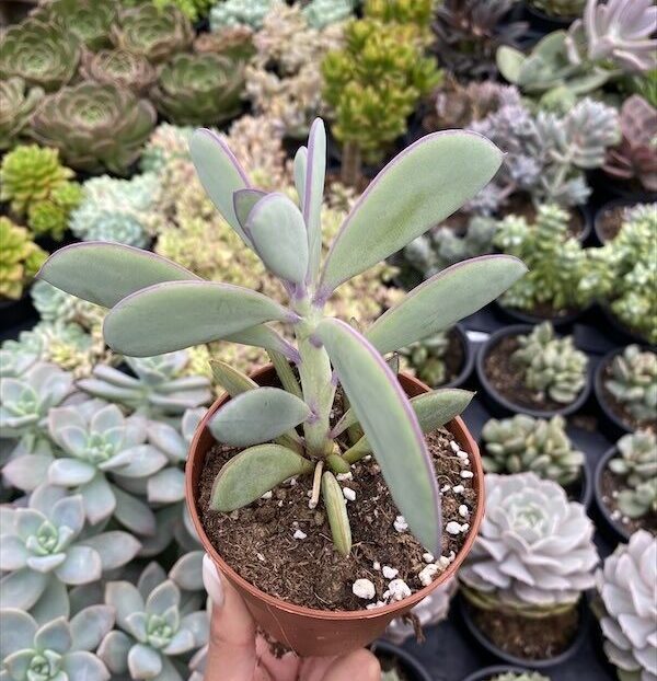 Senecio crassissimus