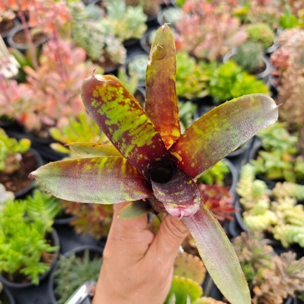 Neoregelia dark mood