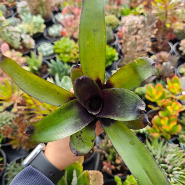 Neoregelia midnight dung