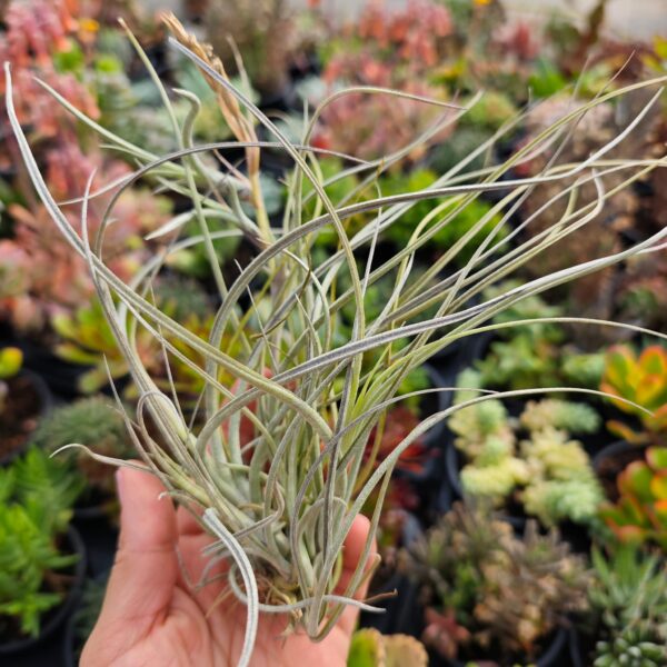 Tillandsia baileyi var. vivipera